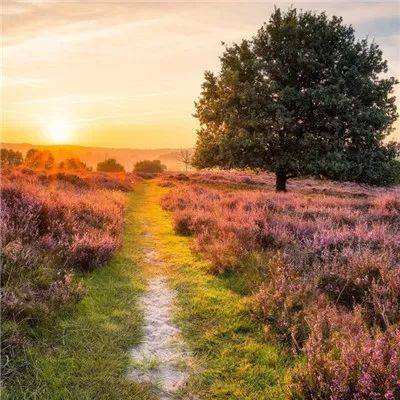 半岛综合体育APP